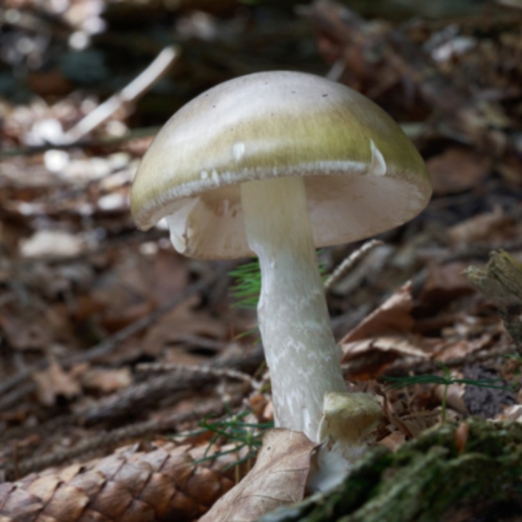 Death Cap Mushroom
