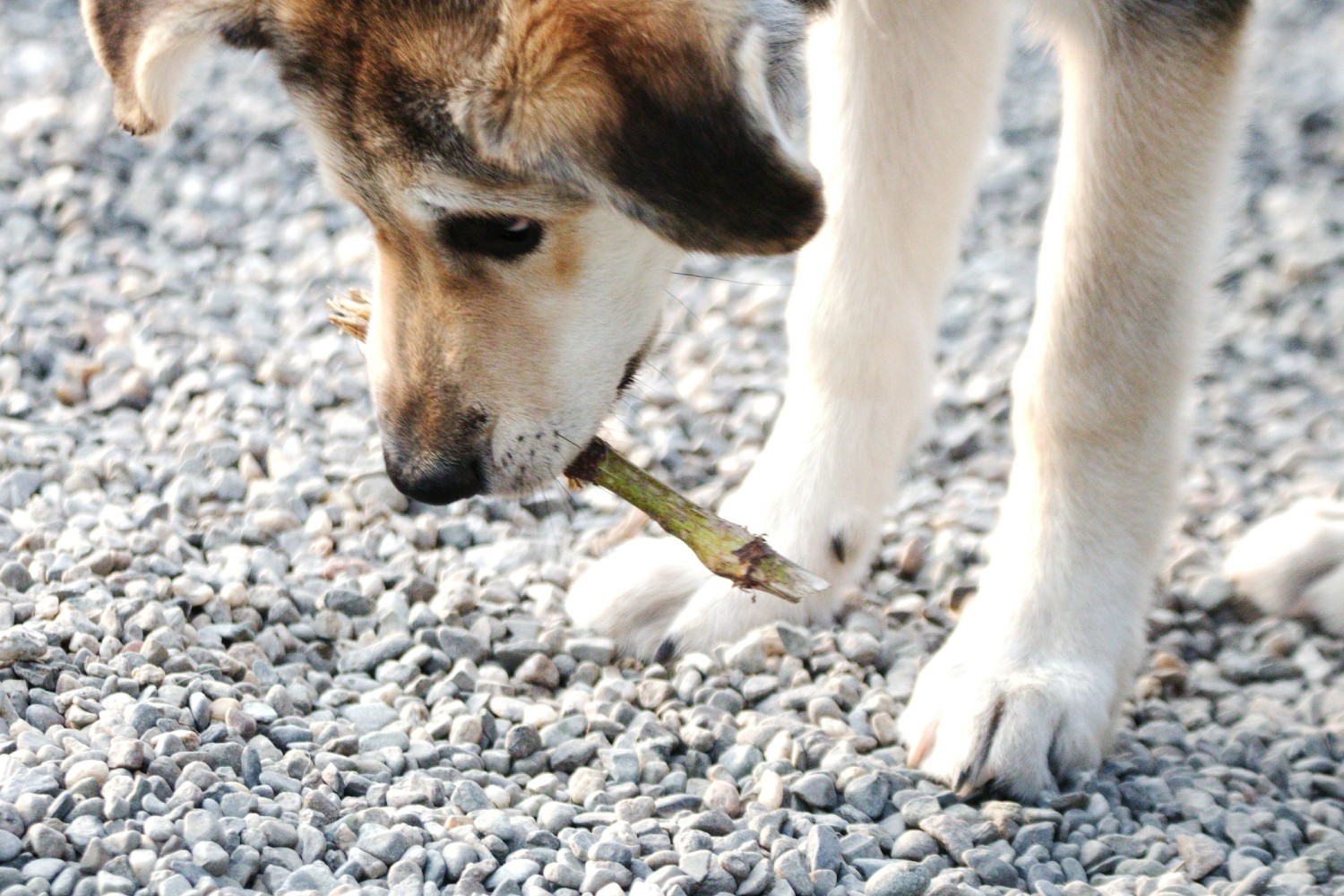Dog with a stick