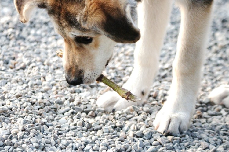 Dog with a stick