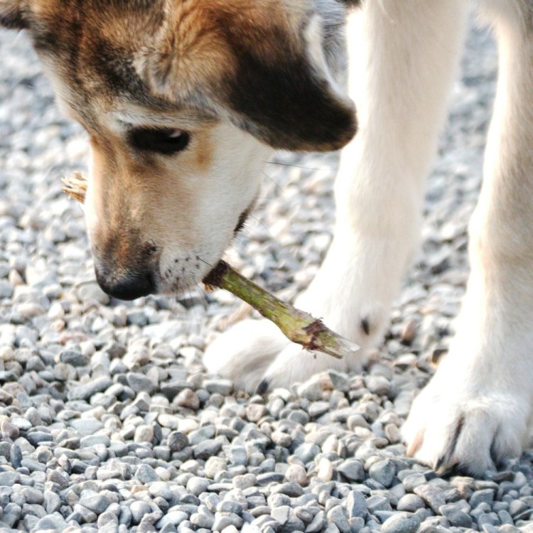 Dog with a stick