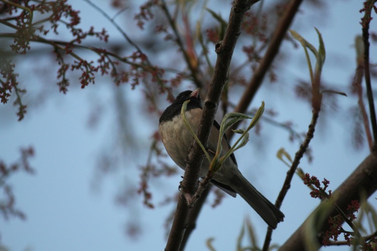 Dark-eyed junco on a tree branch