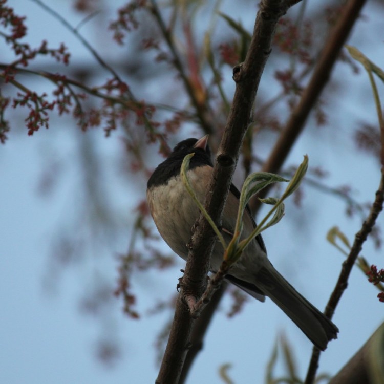 Dark-eyed junco on a tree branch