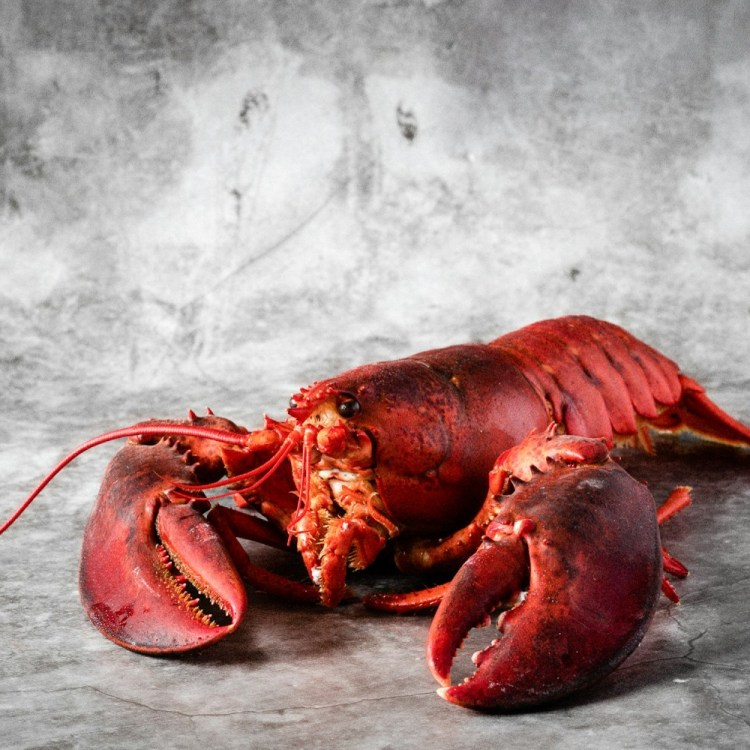 Lobster posing for the camera