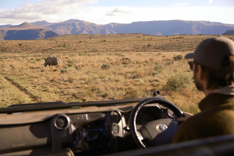 A safari in South Africa, with a rhino on the plain.
