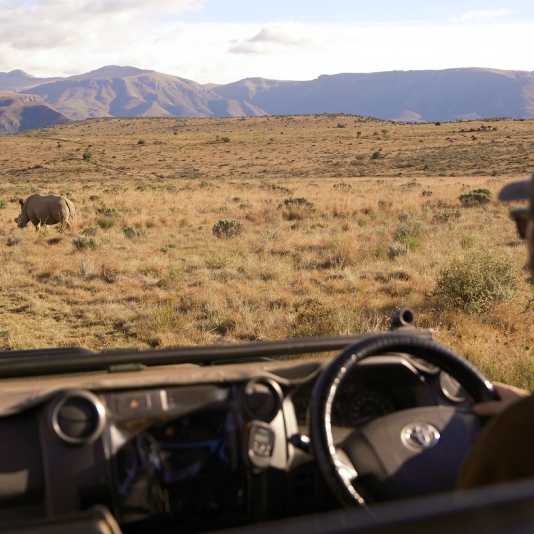 A safari in South Africa, with a rhino on the plain.