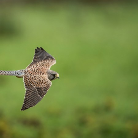 A hawk in flight
