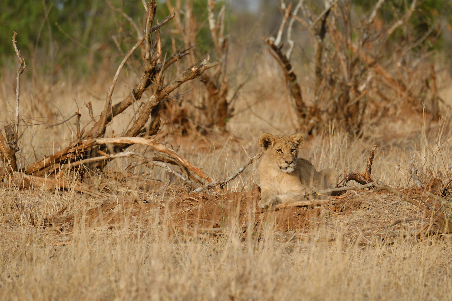 A close-up of lions in South Africa.