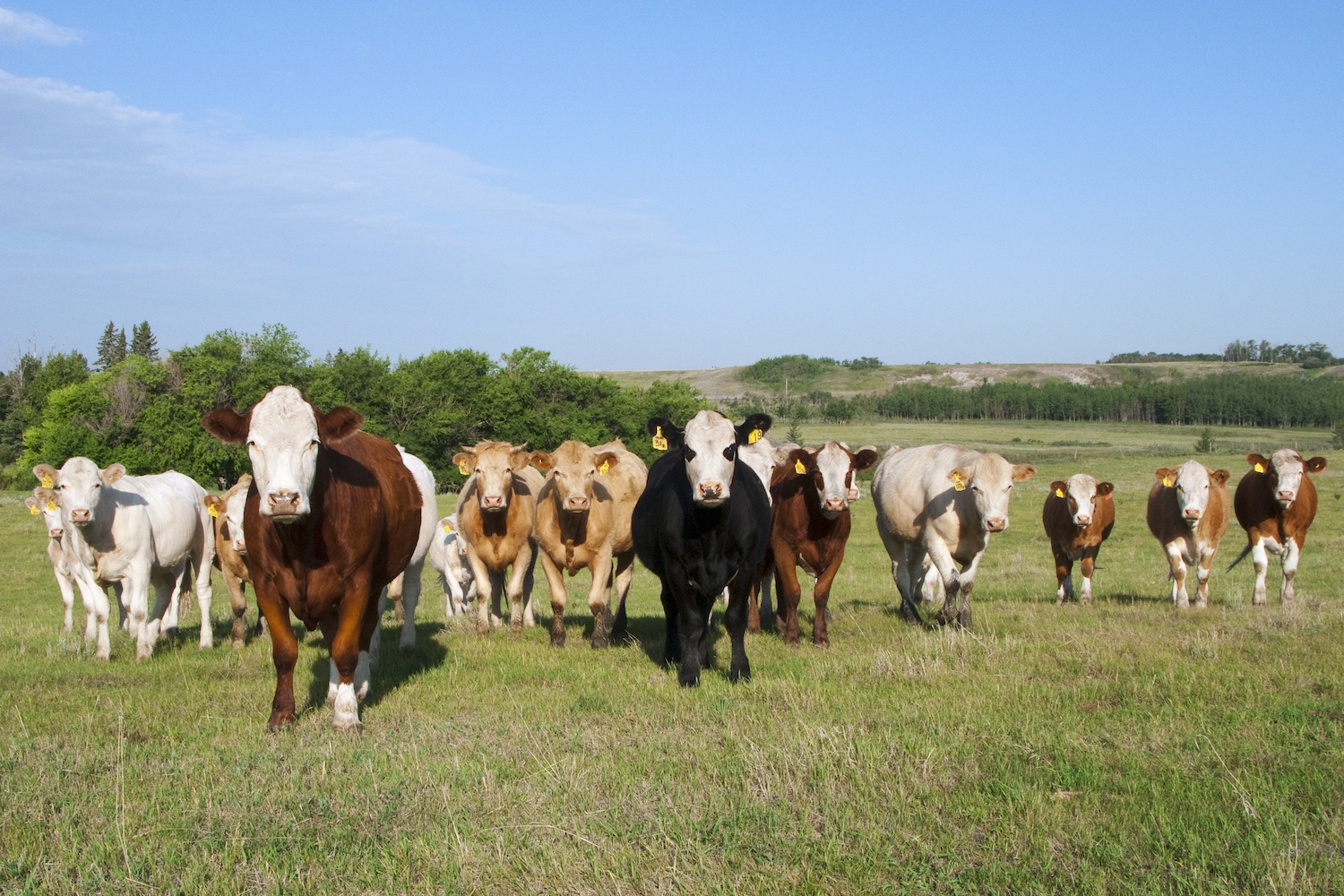 Cows standing in a line in a field. Today, we take a look at RFK Jr.'s new food pyramid, which pushes protein too far.