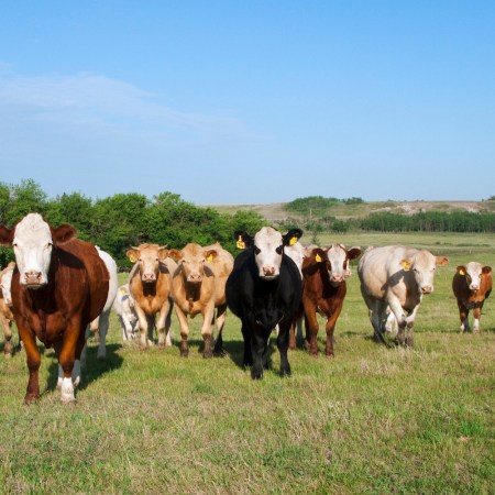 Cows standing in a line in a field. Today, we take a look at RFK Jr.'s new food pyramid, which pushes protein too far.