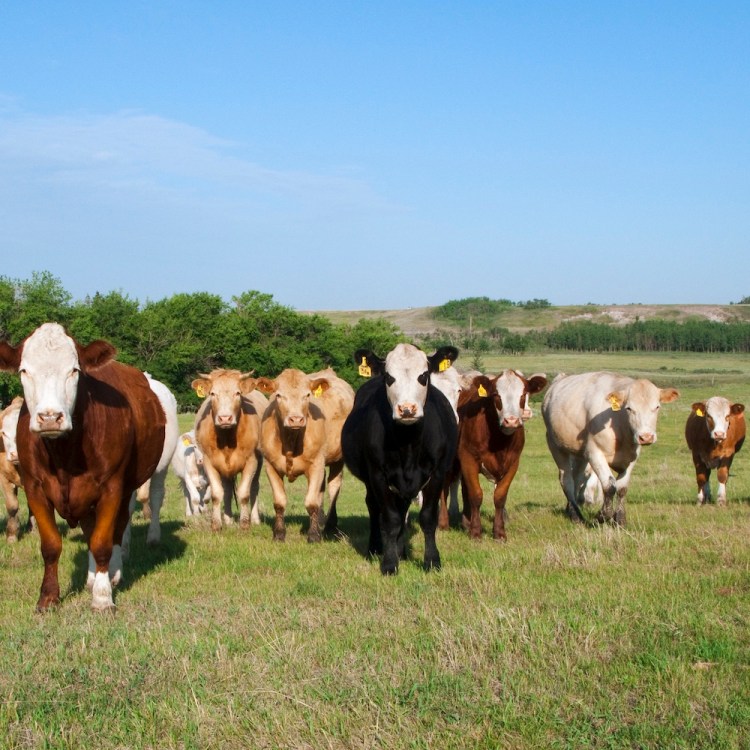 Cows standing in a line in a field. Today, we take a look at RFK Jr.'s new food pyramid, which pushes protein too far.