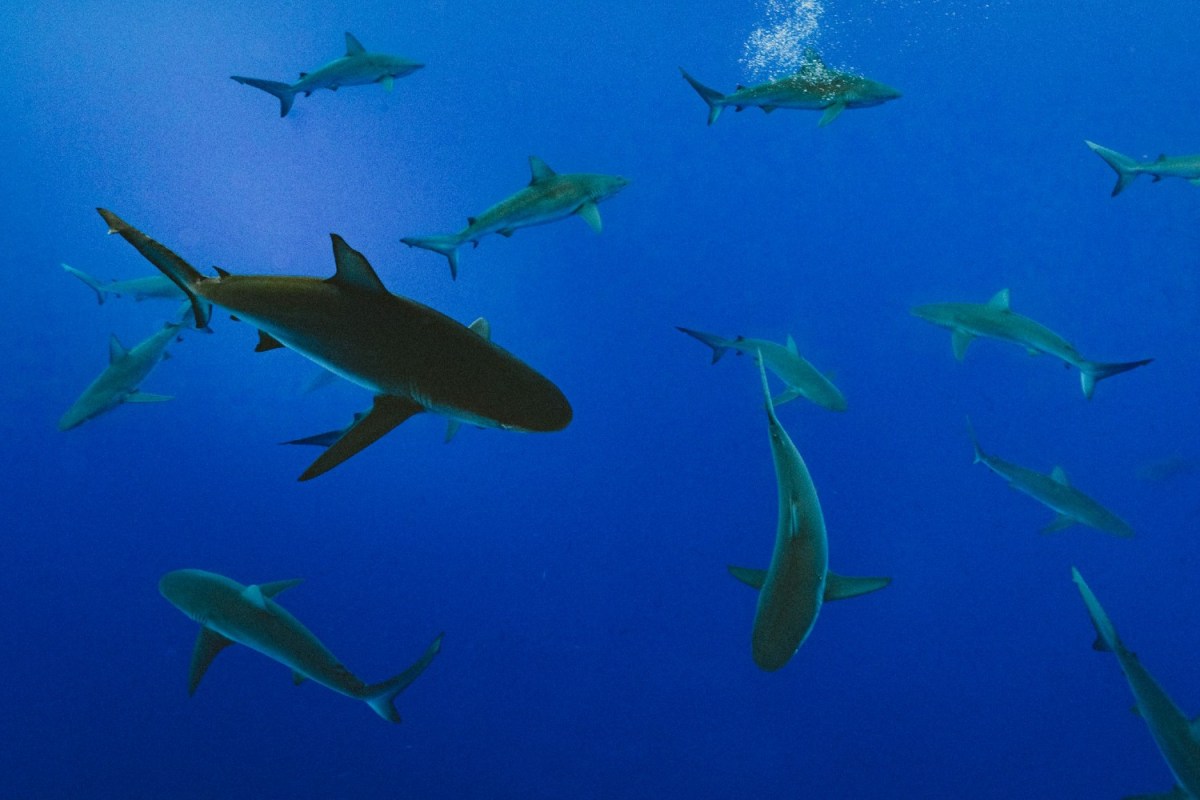 Environmental Changes May Make Sharks Less Dangerous