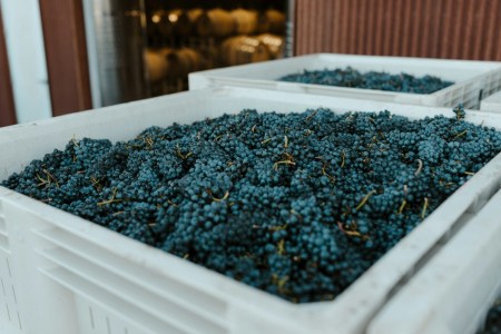 Grapes at a winery in Oregon