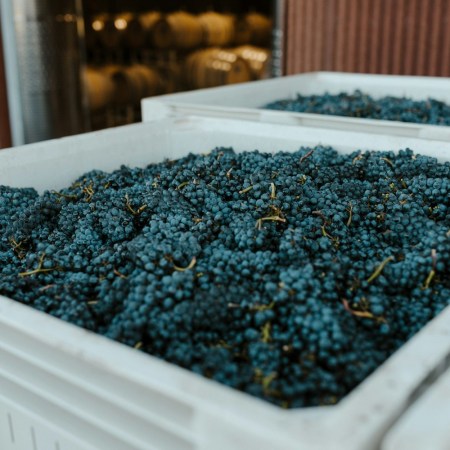 Grapes at a winery in Oregon