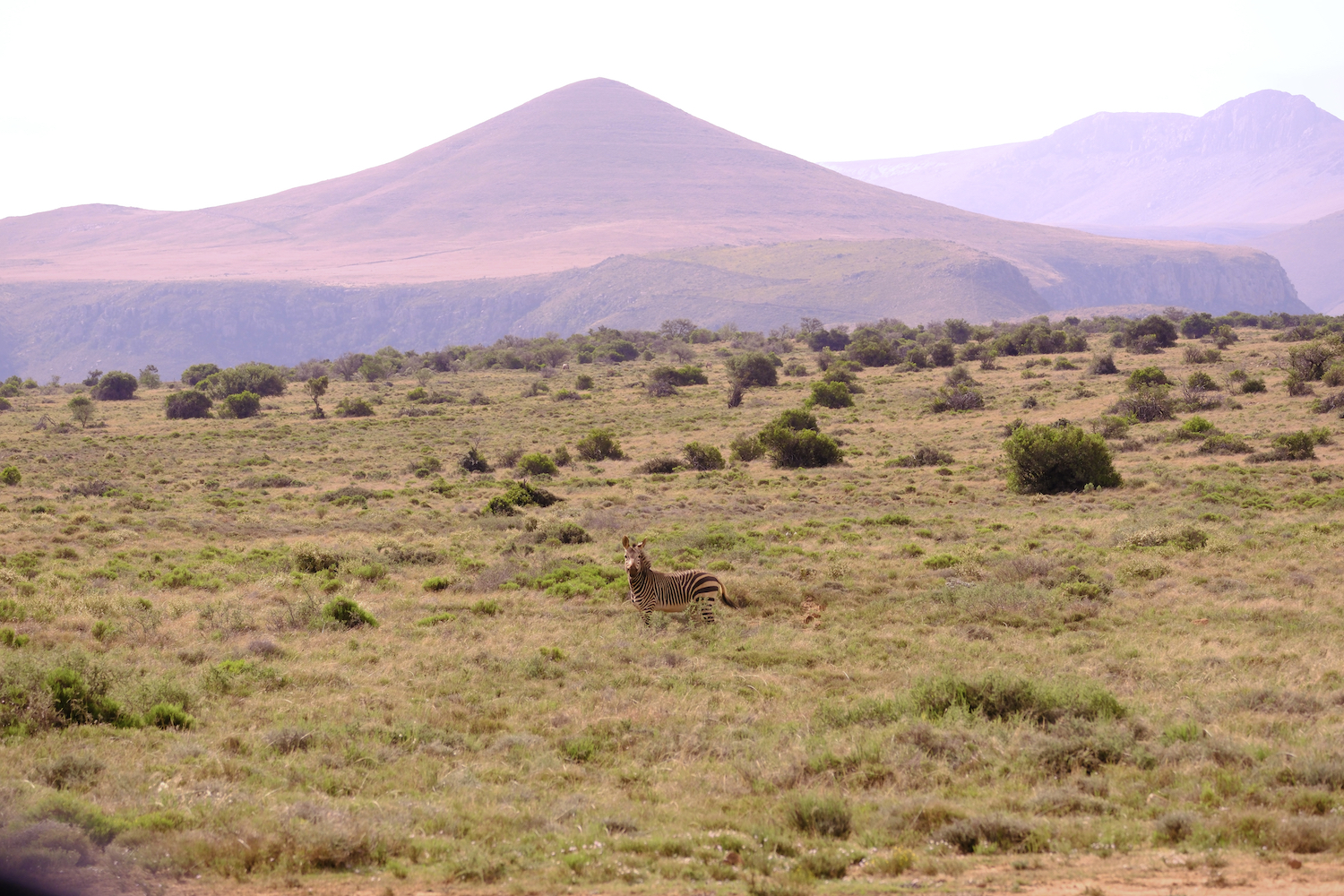 A zebra in the distance, with pink sky behind it.