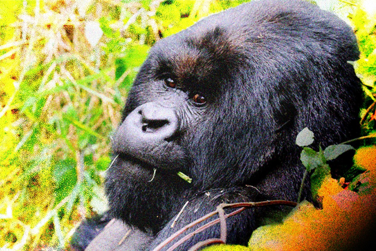 Gorillas, Michael Bay and Me: A Journey Through the Rewilded Rwanda