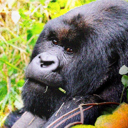 Kwita Izina is unlike any other travel experience on Earth