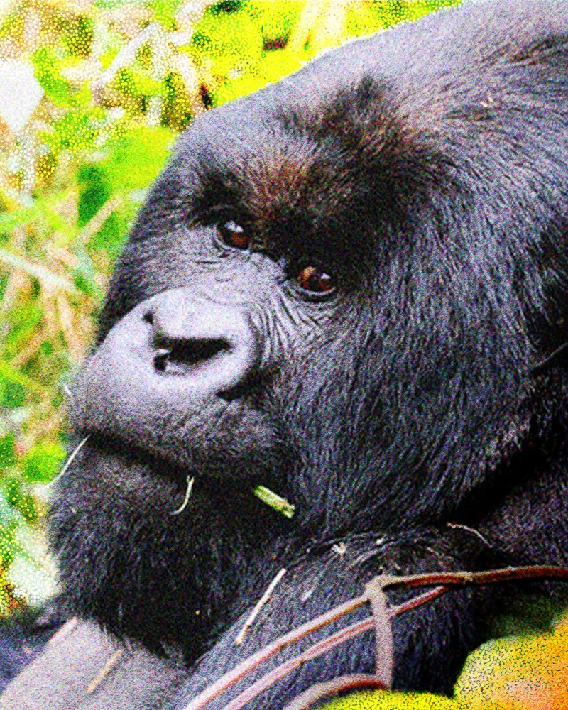 Kwita Izina is unlike any other travel experience on Earth