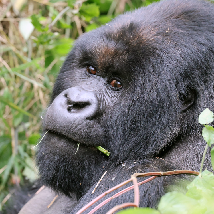 An adult gorilla in Volcanoes National Park in Rwanda, photographed by Lindsay Rogers