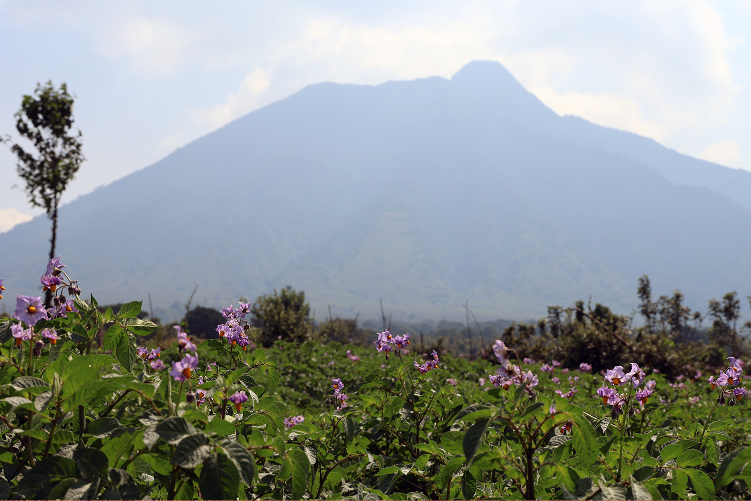 The foothills of the Virunga Mountains