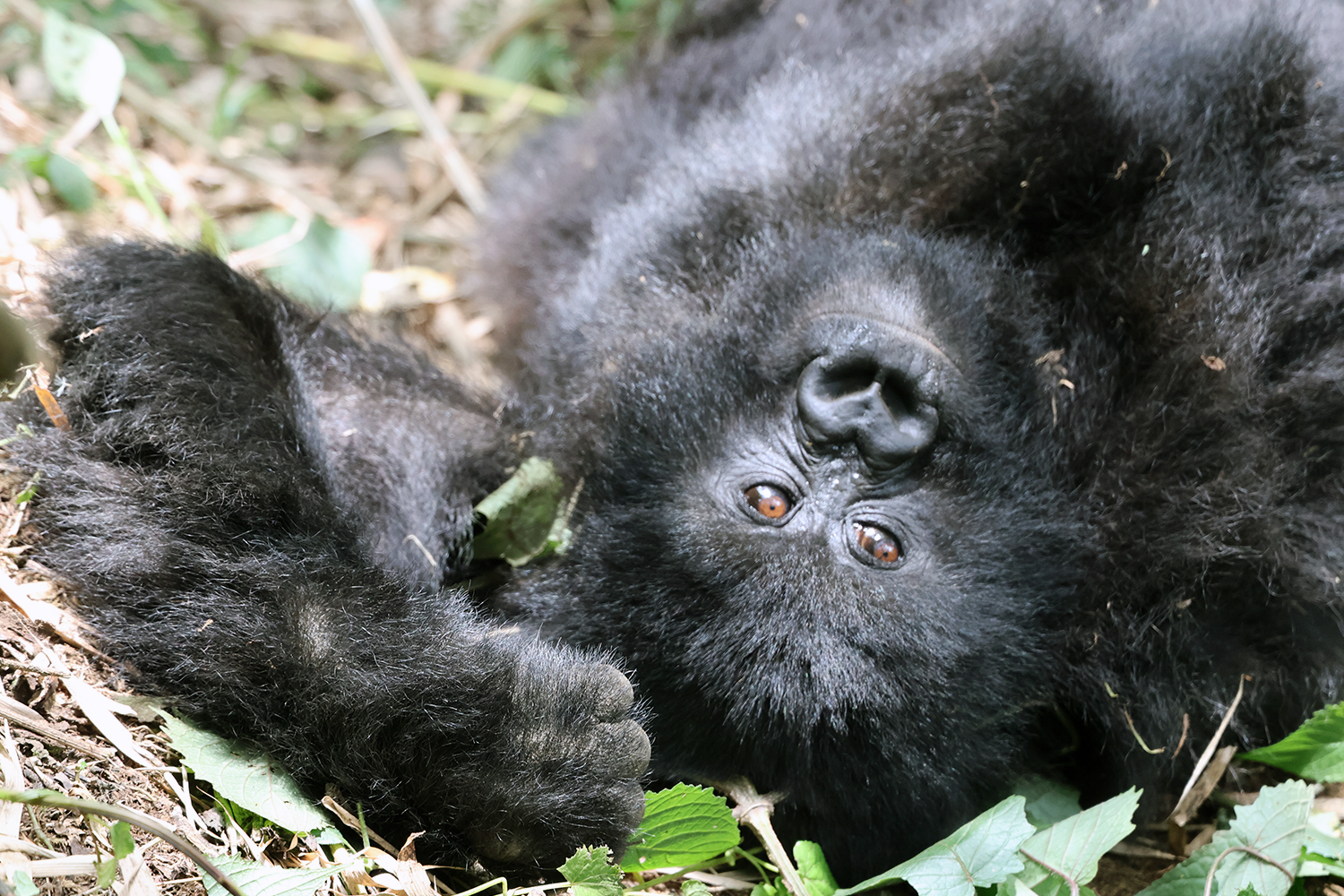 The mountain gorillas