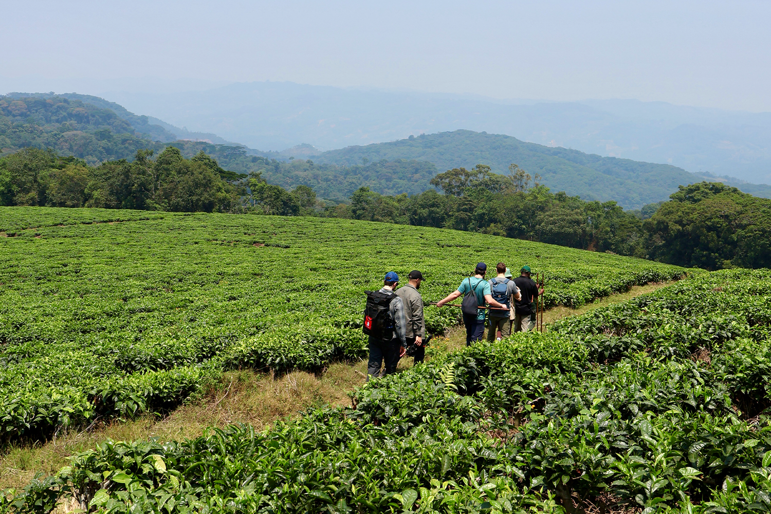 In pursuit of primates