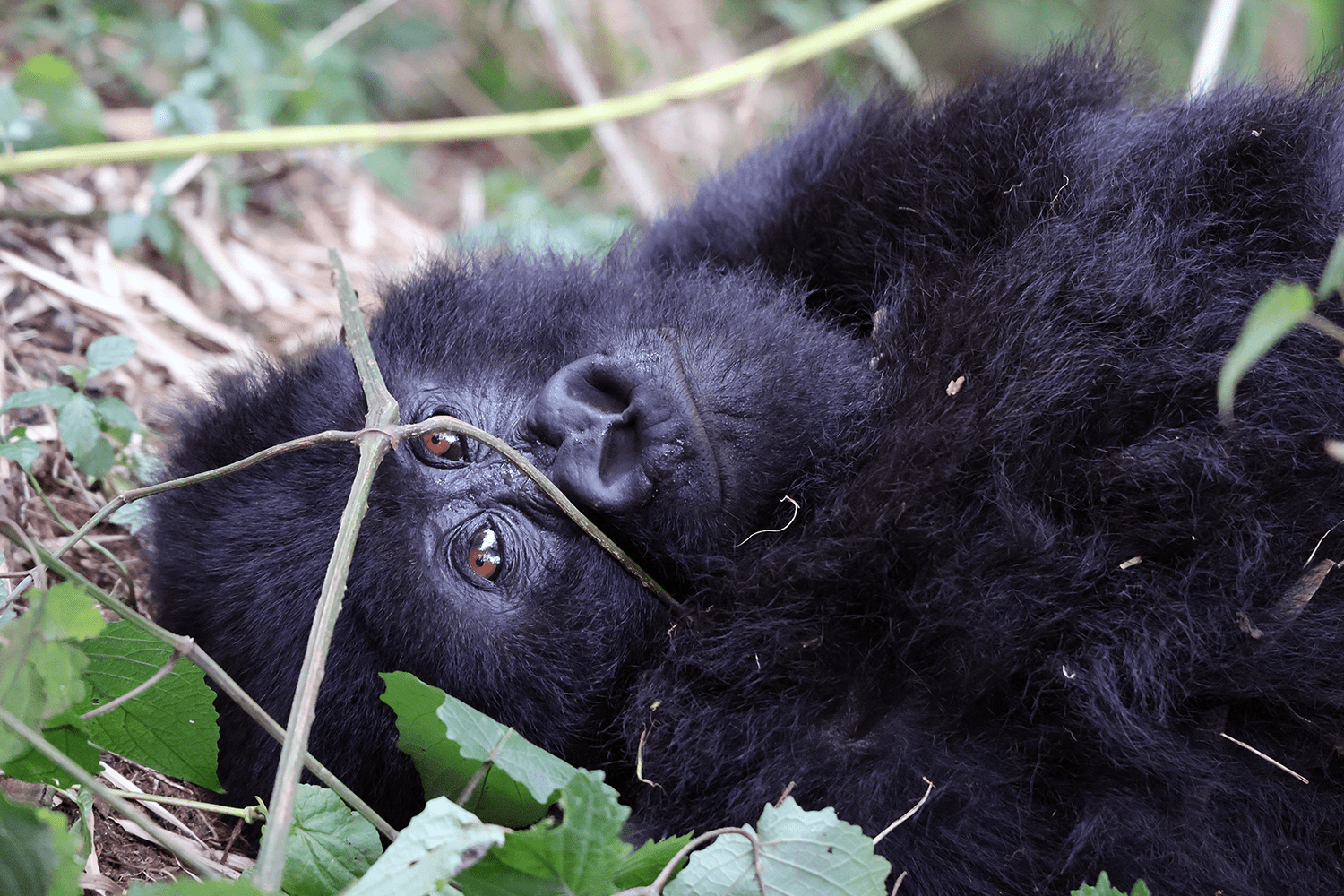 The mountain gorillas