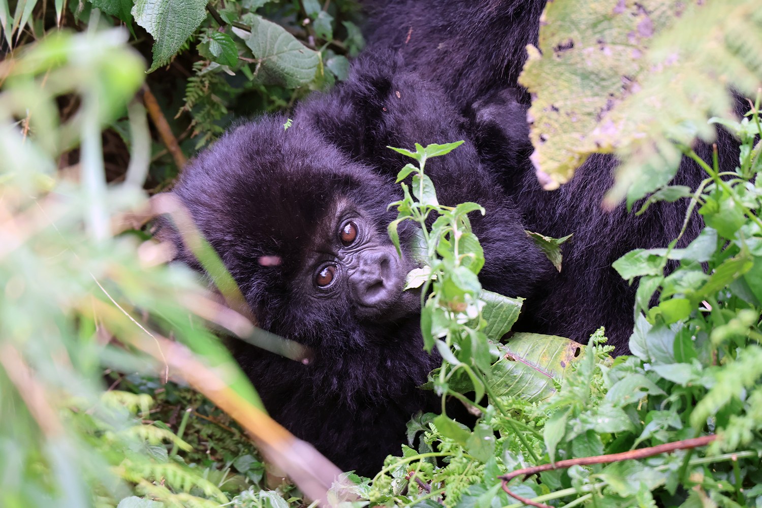 The mountain gorillas