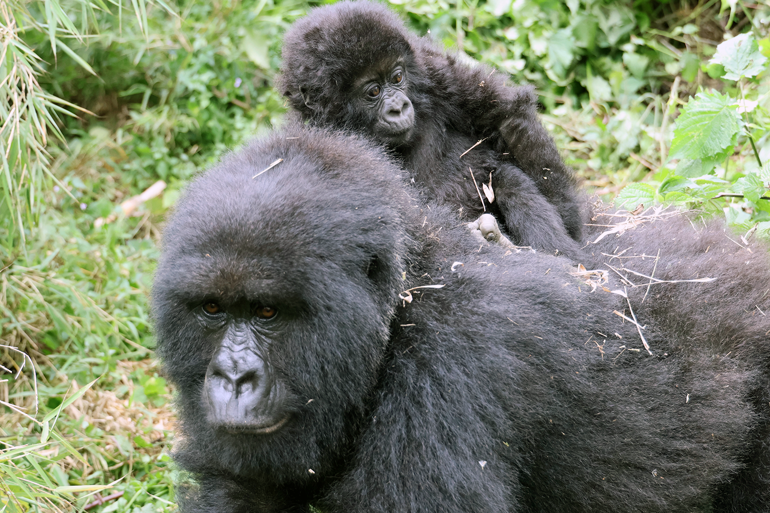 The mountain gorillas