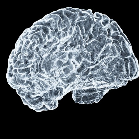 Digital model of the human brain