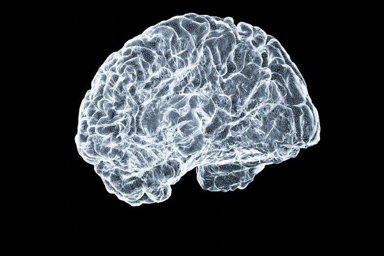 Digital model of the human brain