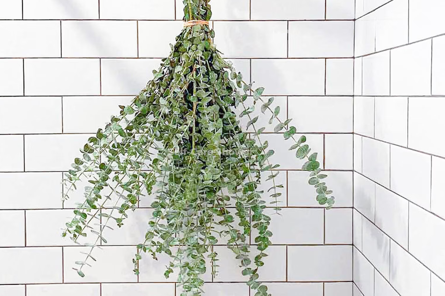 Fresh Shower Eucalyptus