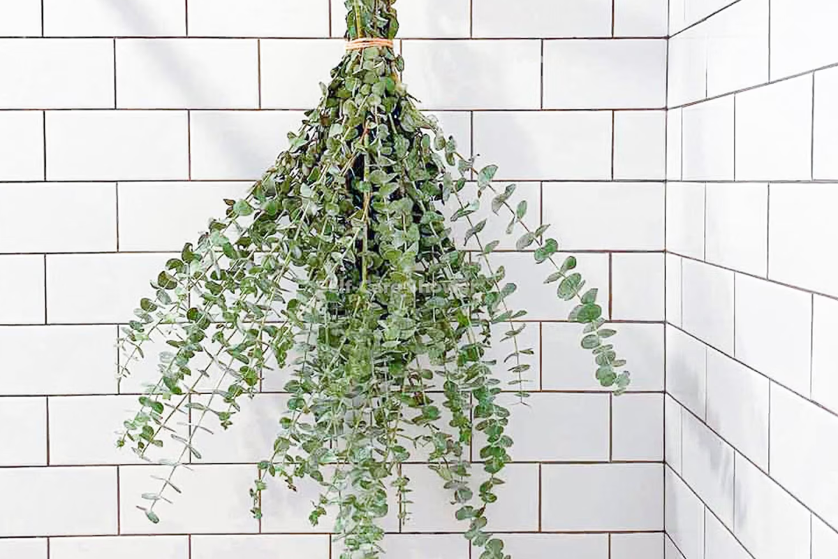 Fresh Shower Eucalyptus