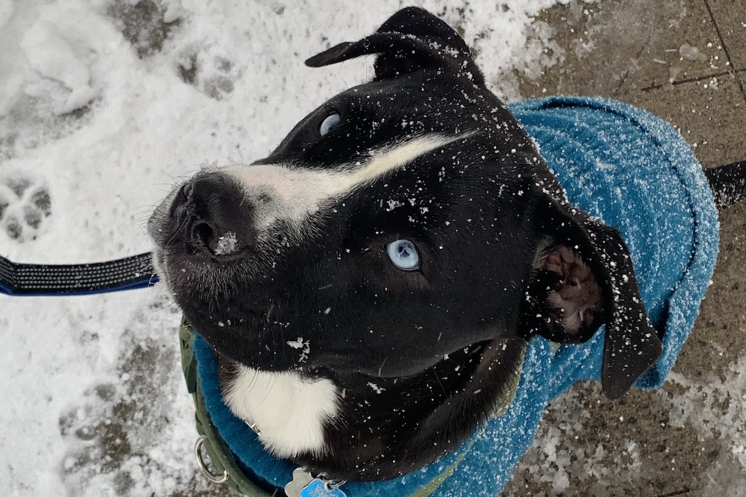 A dog in the snow