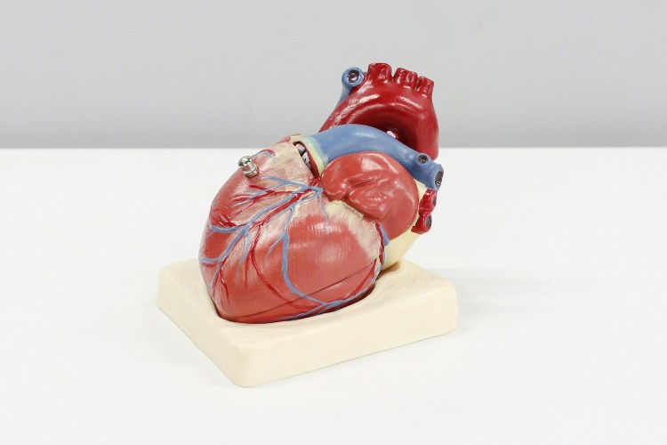 Model of human heart