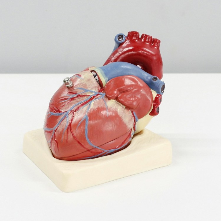 Model of human heart