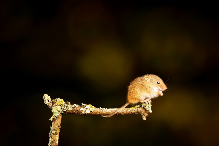 Mouse on a branch