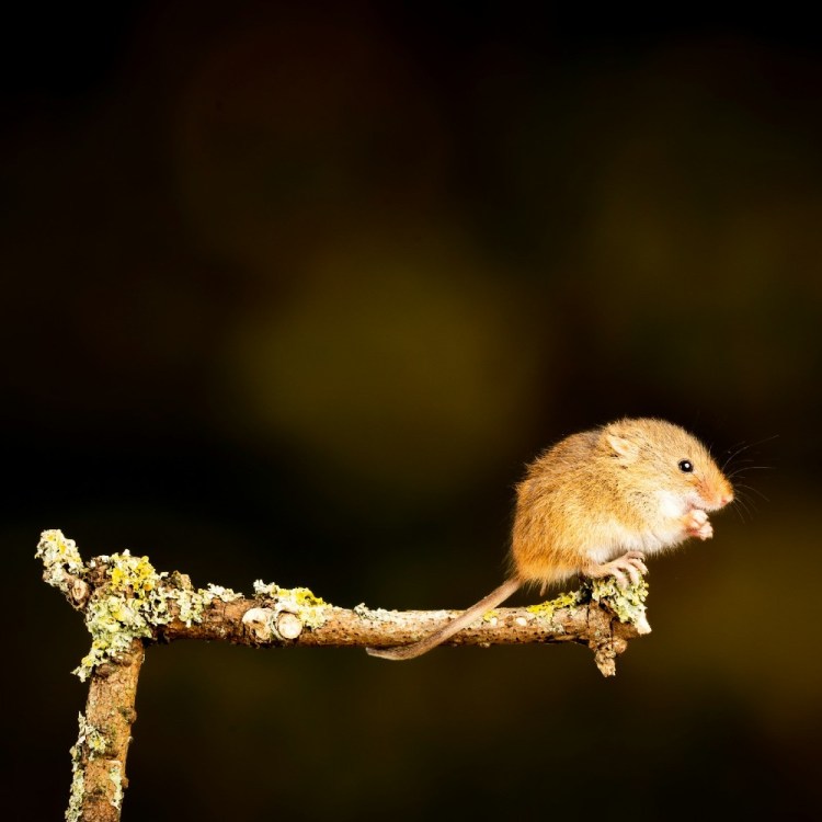 Mouse on a branch