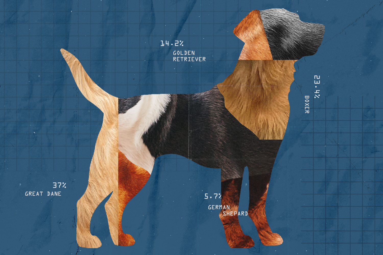 A graphic of a dog made up of different dog coats