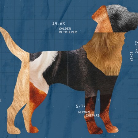 A graphic of a dog made up of different dog coats
