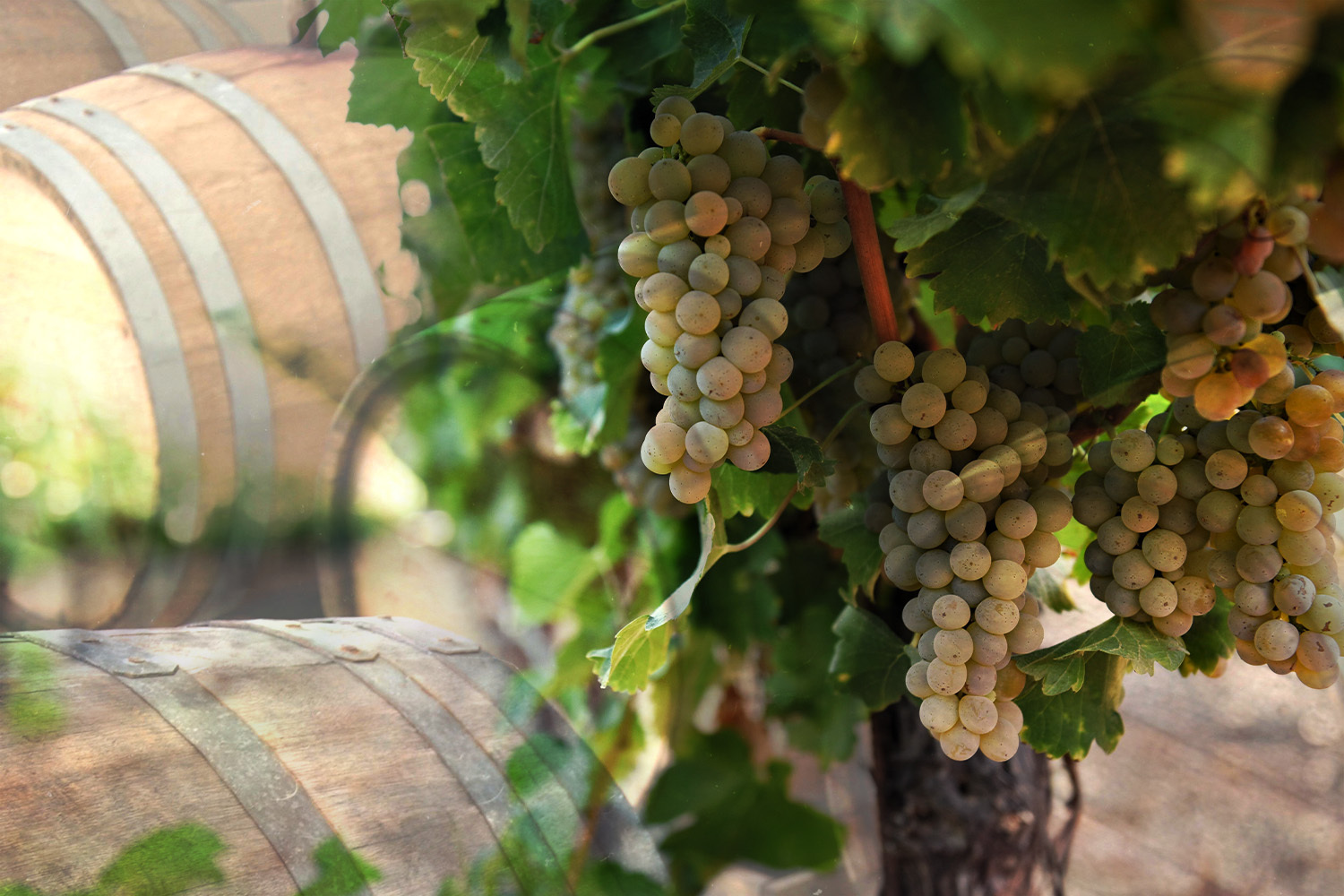 a cluster of white grapes on a vine with wooden barrels in the background