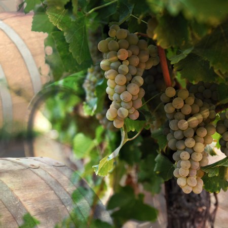 a cluster of white grapes on a vine with wooden barrels in the background