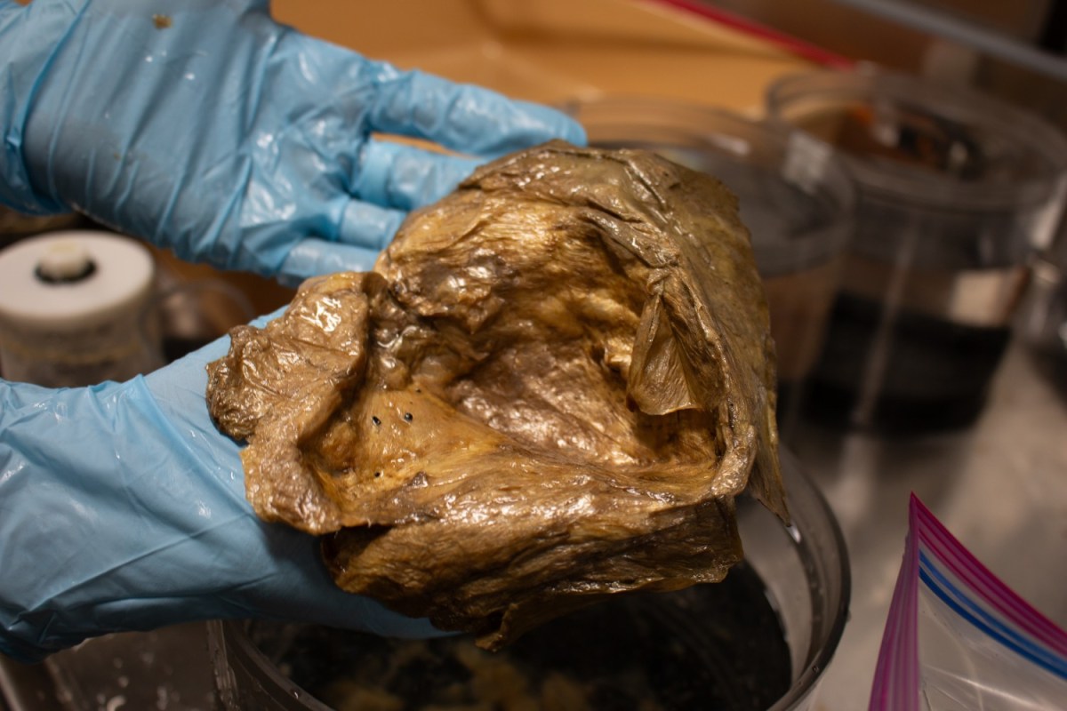 It's Not Aliens: Scientists Reveal Origins of Underwater Orb