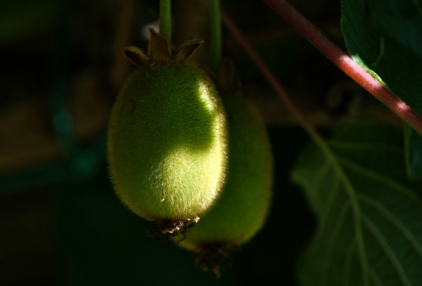 A photo of kiwi hanging from a vine.