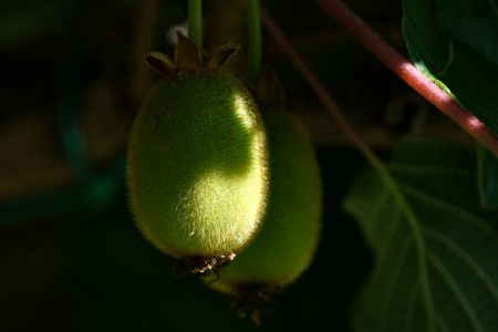 A photo of kiwi hanging from a vine.