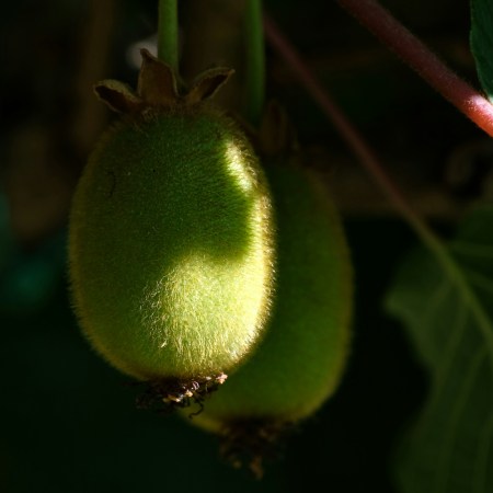 A photo of kiwi hanging from a vine.