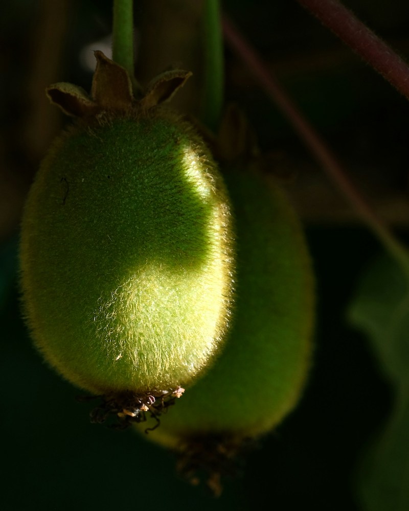 A photo of kiwi hanging from a vine.