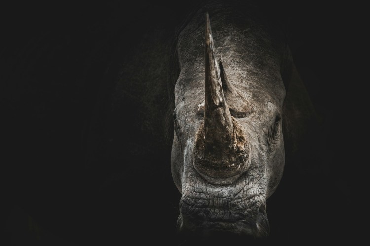 Rhinoceros head