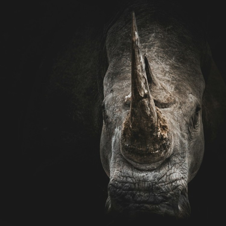Rhinoceros head