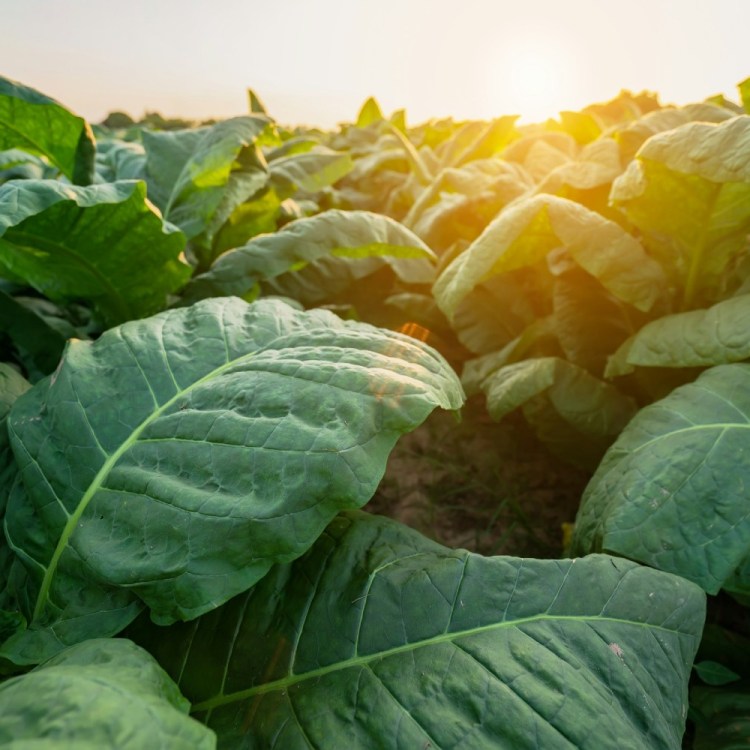 Tobacco plants