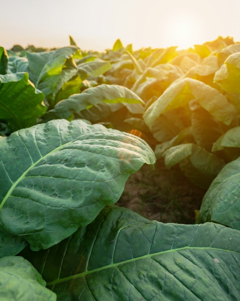 Tobacco plants